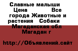 Славные малыши! › Цена ­ 10 000 - Все города Животные и растения » Собаки   . Магаданская обл.,Магадан г.